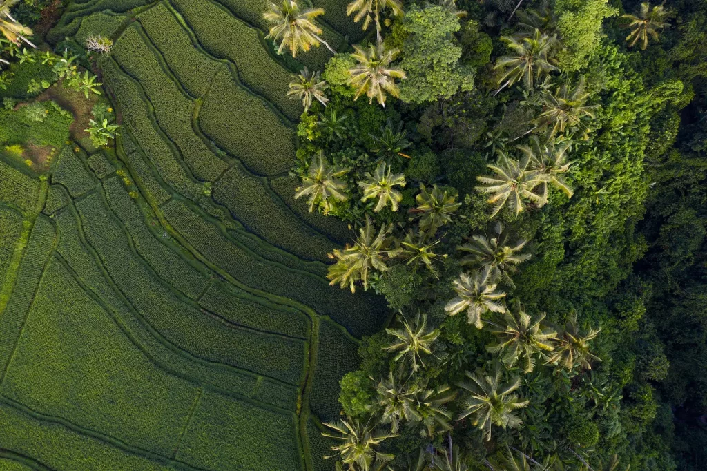 Ubud culture