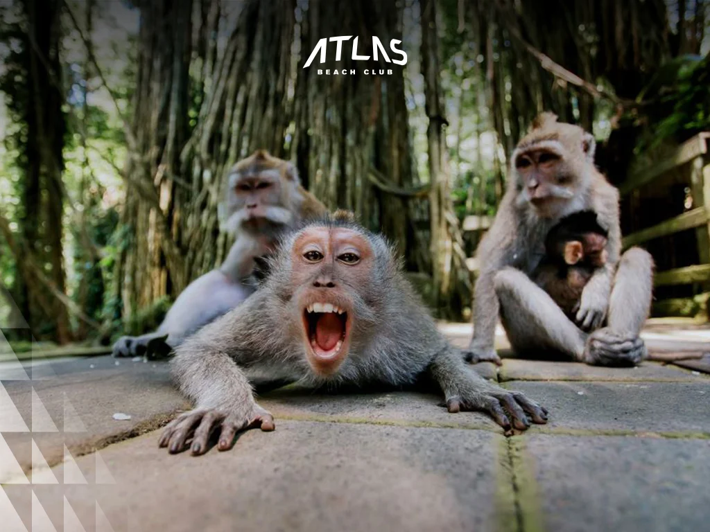 ubud monkey forest