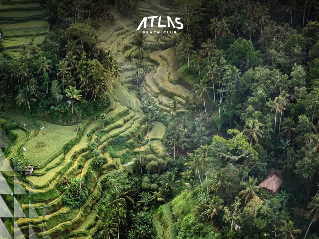 Tegallalang Rice Terraces 