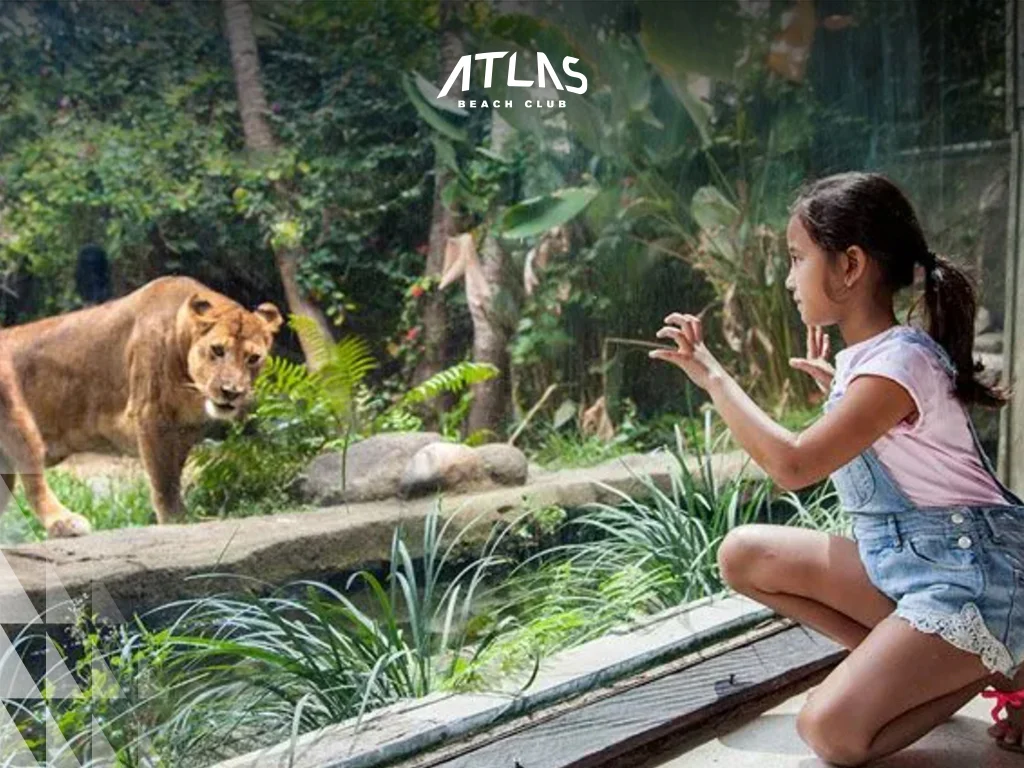 kids looking at animals, zoo, bali zoo